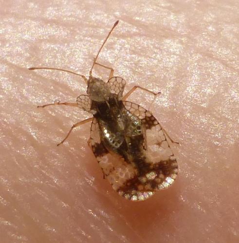 Réf. 228 375 : Stephanitis pyri